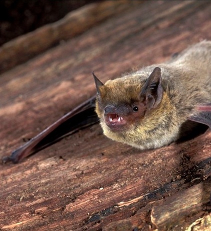 Стратегия размножения нетопырей Куля (Pipistrellus kuhlii) в Израиле