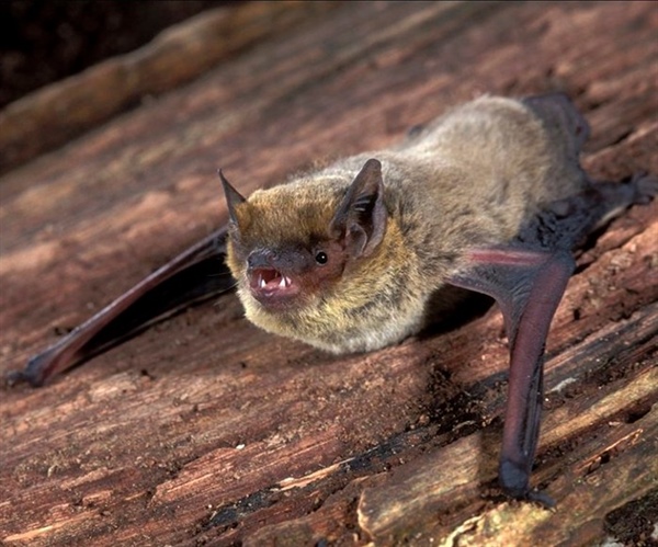 Стратегия размножения нетопырей Куля (Pipistrellus kuhlii) в Израиле
