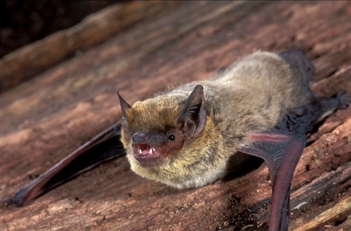 Стратегия размножения нетопырей Куля (Pipistrellus kuhlii) в Израиле