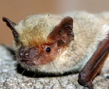 Первая зарегистрированная материнская колония нетопырей Куля Pipistrellus kuhlii (Chiroptera) в Польше