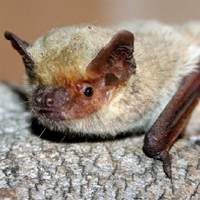 Первая зарегистрированная материнская колония нетопырей Куля Pipistrellus kuhlii (Chiroptera) в Польше