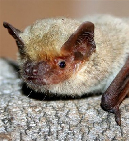 Первая зарегистрированная материнская колония нетопырей Куля Pipistrellus kuhlii (Chiroptera) в Польше