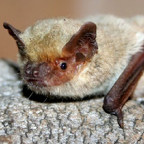 Первая зарегистрированная материнская колония нетопырей Куля Pipistrellus kuhlii (Chiroptera) в Польше