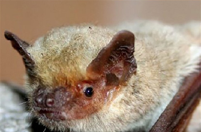 Первая зарегистрированная материнская колония нетопырей Куля Pipistrellus kuhlii (Chiroptera) в Польше