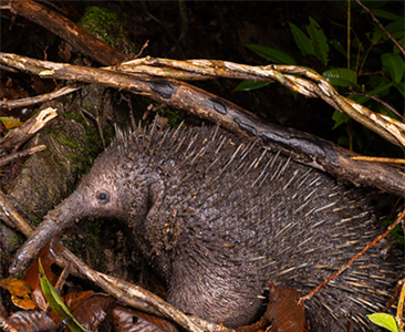 Поведение проехидны Zaglossus bruijni в зоопарке Далласа