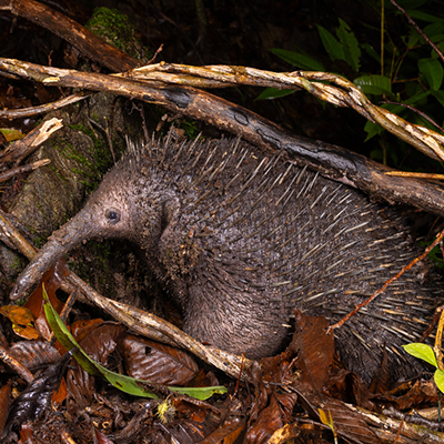 Поведение проехидны Zaglossus bruijni в зоопарке Далласа