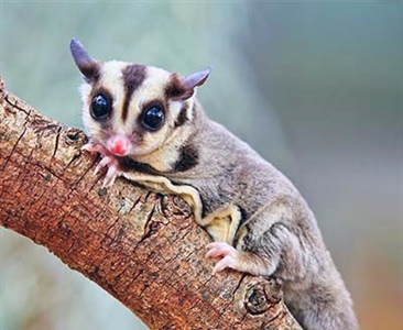 Квадропедальный способ локомоции Petaurus breviceps: затраты