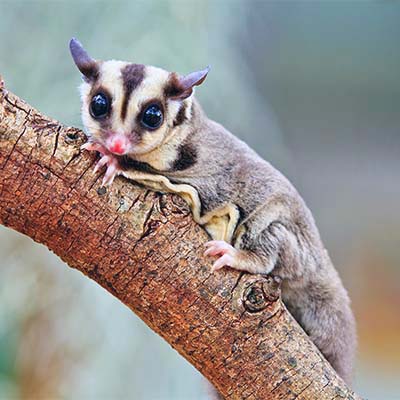 Квадропедальный способ локомоции Petaurus breviceps: затраты