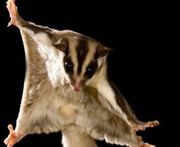 Кинематика квадропедального способа локомоции карликовых сумчатых летяг (Petaurus breviceps): влияние возраста и размера субстрата.