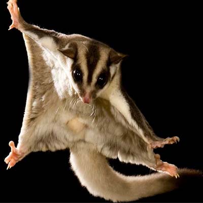 Кинематика квадропедального способа локомоции карликовых сумчатых летяг (Petaurus breviceps): влияние возраста и размера субстрата.