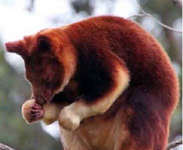 Латерализация функций передних конечностей у сумчатых (Mammalia: Marsupialia)