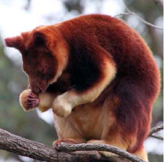 Латерализация функций передних конечностей у сумчатых (Mammalia: Marsupialia)