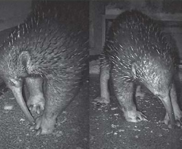 Первое сообщение о латерализации конечностей у однопроходных (Zaglossus spp.)