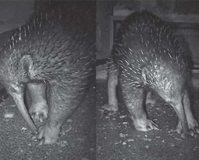 Первое сообщение о латерализации конечностей у однопроходных (Zaglossus spp.)