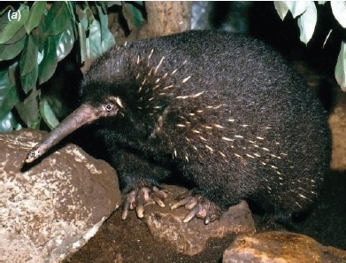 Первое сообщение о латерализации конечностей у однопроходных (Zaglossus spp.)