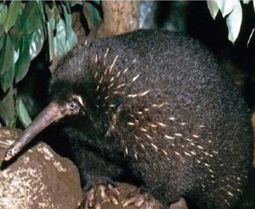 Температура тела проехидн (Zaglossus Bartoni) в неволе