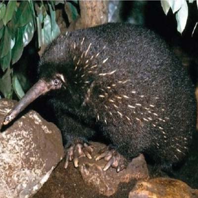 Температура тела проехидн (Zaglossus Bartoni) в неволе