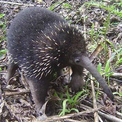 Индивидуальные территории, передвижение и использование убежищ проехиднами (Zaglossus Bartoni) из Папуа-Новой Гвинеи