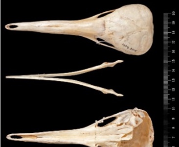 Появление проехидны Zaglossus bruijnii в двадцатом веке в регионе Кимберли, Австралия