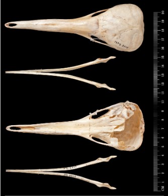 Появление проехидны Zaglossus bruijnii в двадцатом веке в регионе Кимберли, Австралия