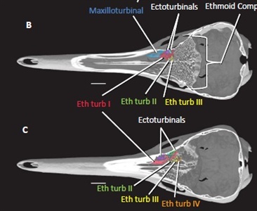 Краниальная остеология проехидны, а также определение, диагностика и происхождение отряда Monotremata и его основных подклассов