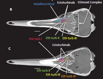 Краниальная остеология проехидны, а также определение, диагностика и происхождение отряда Monotremata и его основных подклассов