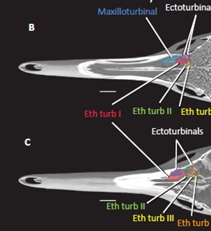 Краниальная остеология проехидны, а также определение, диагностика и происхождение отряда Monotremata и его основных подклассов