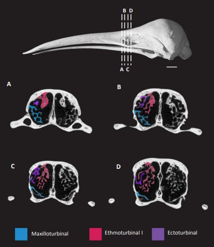 Краниальная остеология проехидны, а также определение, диагностика и происхождение отряда Monotremata и его основных подклассов