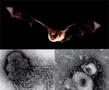 Летучие мыши и вирусы