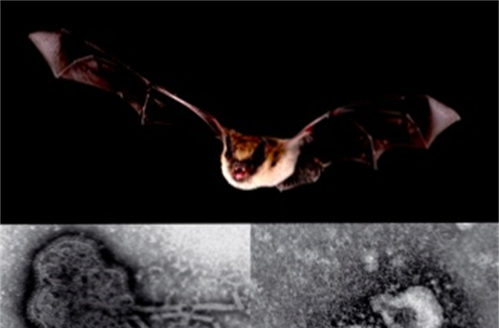 Летучие мыши и вирусы