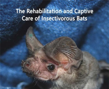 Реабилитация и содержание насекомоядных летучих мышей в неволе