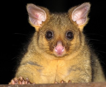 Содержание лисьего кузу