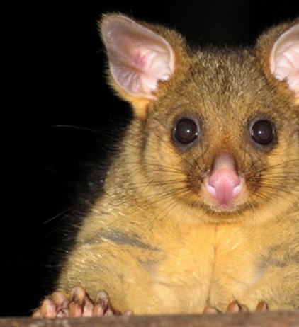 Содержание лисьего кузу