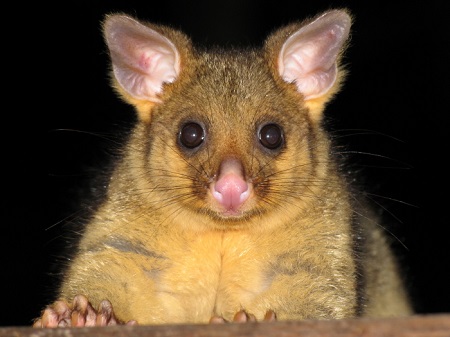 Содержание лисьего кузу