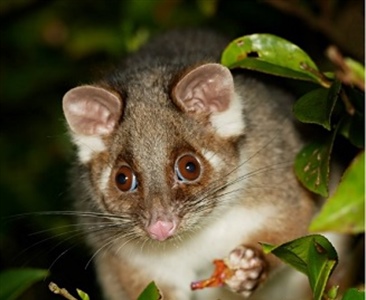 Содержание кольцехвостого кускуса