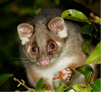 Содержание кольцехвостого кускуса