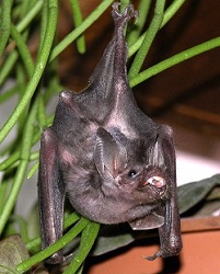 Искусственное выкармливание очковых листоносов (Carollia perspicillata, Phyllostomatidae)