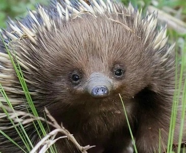 Теплоустойчивость и безразличие к холоду у ехидны (Tachyglossus aculeatus)
