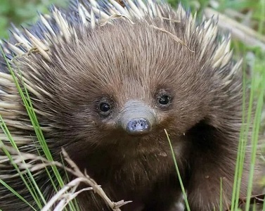 Теплоустойчивость и безразличие к холоду у ехидны (Tachyglossus aculeatus)