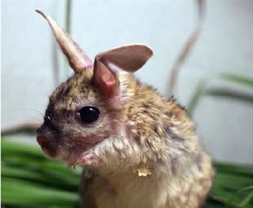 Выкармливание детенышей большого тушканчика (Allactaga major)