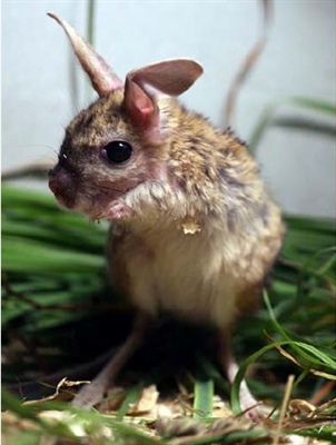 Выкармливание детенышей большого тушканчика (Allactaga major)