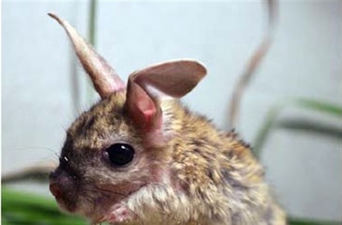 Выкармливание детенышей большого тушканчика (Allactaga major)