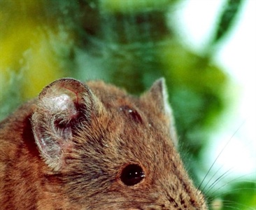 Размножение короткоухих слоновых прыгунчиков