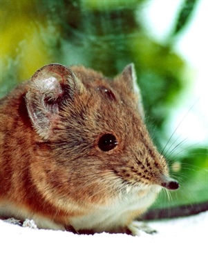 Размножение короткоухих слоновых прыгунчиков