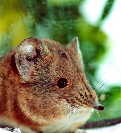 Размножение короткоухих слоновых прыгунчиков