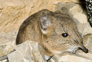 Половое поведение короткоухих слоновых прыгунчиков (M.proboscideus)