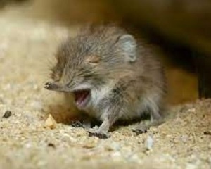 Роды у самки короткоухого слонового прыгунчика