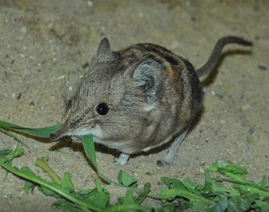 Аспекты репродуктивной биологии и постнатального развития прыгунчиковых (Macroscelidea)