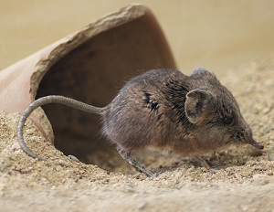 Содержание и разведение короткоухих слоновых прыгунчиков в условиях неволи