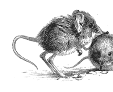 Содержание слоновых прыгунчиков в Московском зоопарке